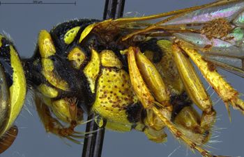 Media type: image;   Entomology 13756 Aspect: thorax lateral